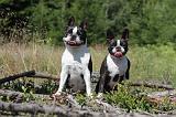 BOSTON TERRIER 009